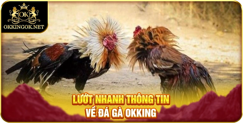 Lướt nhanh thông tin về đá gà okking